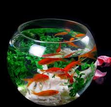 Akuarium ikan hias kecil bervolume 10 galon (37 liter) adalah salah satu ukuran akuarium paling populer yang tersedia di pasaran. 5 Tips Cara Memelihara Ikan Hias Di Akuarium Kecil Agar Tidak Mati Ikan Ikan Cantik