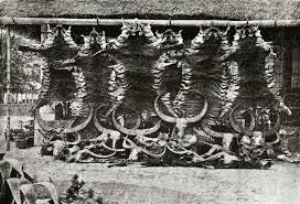 The Hunting Camps of the Maharaja of ...