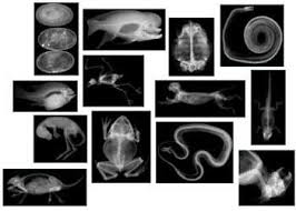 Animal X Rays 8211 14 X Ray Images 038 Matching Cards Matching Cards Picture Cards X Ray