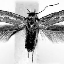 Image result for Scythris crypta