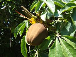 A money tree kokedama is great for attracting wealth, prosperity, luck, good fortune, money, and more. Munguba Monguba Castanheiro Do Maranhao Money Tree Pachira Aquatica Fecunded Flower Fruit Ceret Sao Paulo Brazil Latin America Native Tree A Photo On Flickriver
