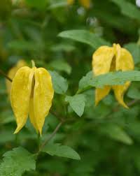 While they are rooting, keep the cuttings in high humidity and bright but indirect light. Clematis Old Man S Beard Essential Care Tips Mygarden Com