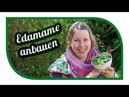 Edamame Anbauen Yummi Edamame Zubereiten Und Essen Vorher Selbst Anbauen Das Musst Ihr Ausprobieren Wir Zeigen Euch Wie Wi Edamame Make It Yourself Beets