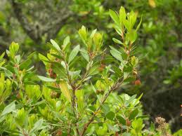 Image result for Erica lanceolifera