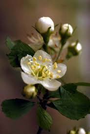 See more ideas about tattoos, body art tattoos, willow tree tattoos. Florida Memory Hawthorn Hawthorne Flower Hawthorn Flower Spring Flowers
