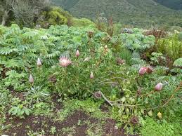 Image result for Protea welwitschii × angolensis