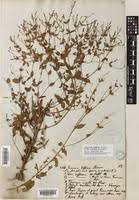 Image result for Canscora kirkii