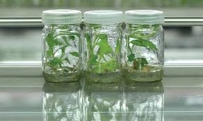 Image result for plant tissue culture