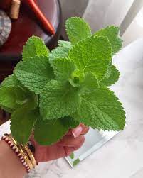 Listen to all songs in high quality & download hierbabuena songs on gaana.com. Herb To Know Mint Hierba Buena