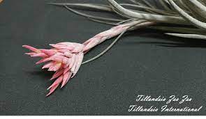 Tillandsia 'zsa zsa' チランジア ザザ★エアープランツti★第四種送料無料★税別1円～!! J P Tillandsia Home Facebook