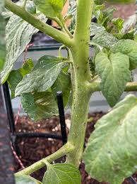 Image result for BLACKFLY ON TOMATO PLANTS