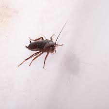 how long do roach baits take to work