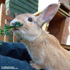 A rabbit spinning in circles could be a sign of a medical problem. 12 Signs Your Rabbit Is A Happy Bunny Best 4 Bunny