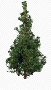 Christmas gif stock png images. Christmas Tree Png Gif Cutout Png Clipart Images Pxypng