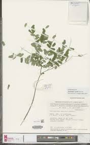 Image result for Dicranolepis