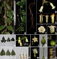 Image result for Harveya alectroides