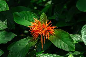 Image result for Justicia spicigera