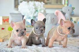 Click french bulldog breed standard to read about which characteristics are desirable, and which are considered disqualifications in our breed. French Bulldog Breeders In Florida Find Adorable Frenchies For Sale French Bulldog Puppies Bulldog Breeders Poetic French Bulldogs