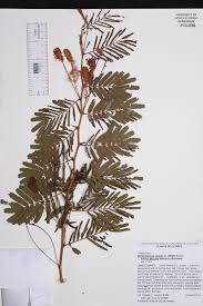 Image result for Dichrostachys