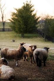 Punkin S Patch Extreme Barn Makeover Farm Animals Farm Sanctuary Animals