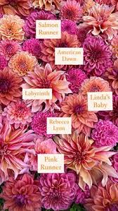 There's so much more to this remarkable perennial than just where its name comes from. 120 Dahlia Varieties Ideas In 2021 Dahlia Dahlia Flower Flower Garden
