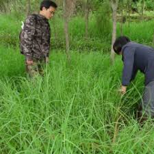 Image result for Hemarthria