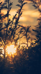 Sunset Tree Light Flare Bokeh Nature Photo Iphone6 Plus Wallpaper Mobile Wallpapers Tree Wallpaper Backgrounds Tree Wallpaper Phone Wallpaper Iphone Summer