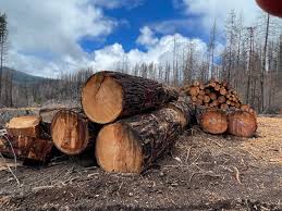Troubled Tree Cutting Program Had Quotas No Clear Standards Whistleblowers Tell Oregon Lawmakers Oregonlive Com