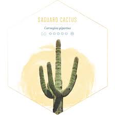 Lophocereus species are called totem pole. 14 Types Of Cactus For Your Home And Garden Ftd Com