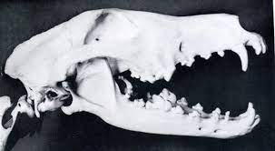 Three other views of parts of the skull of same mammal below. Russian Borzoi Skull Borzoi Skull Art