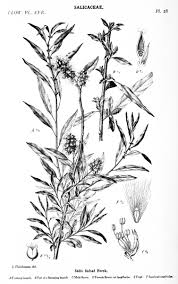 Image result for Coleotrype laurentii