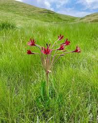 Image result for Brunsvigia