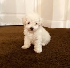 toy poodle female pets and s for