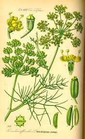 Image result for Foeniculum vulgare