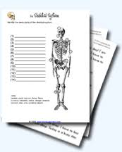 Skeletal System Worksheets