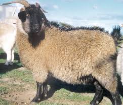 We need someone to get this office in order because it's currently as screwed up as hogan's goat. Cashmere Goat Wikipedia