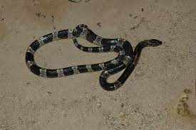 Blue Krait Snake Lizard South