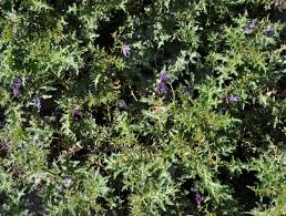 Image result for Eriosema flexuosum