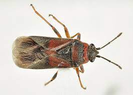 Pest control company and exterminator serving syracuse and central new york area. 5 Nasty Bugs In The B C Interior You Might Want To Stay On Top Of Infonews Thompson Okanagan S News Source