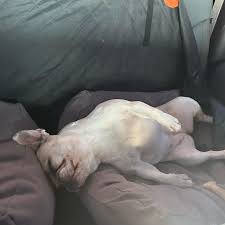 Ethel Bean and Edwin H (@marvelous_miss_ethel_bean) • Instagram photos and  videos