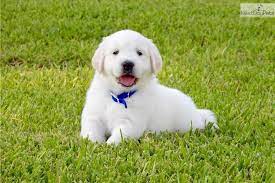 However free golden retrievers are a rarity as rescues. Golden Retriever Puppy For Sale Near Houston Texas C815e108 0281 Dog Training Golden Retriever Puppies