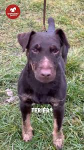 Image result for jagdteriér