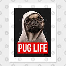 Hd wallpapers and background images Pug Life Pug Pug Posters And Art Prints Teepublic