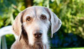 Image result for slovenský ohař hrubosrstý