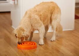 Get the best of the web with zapmeta. Surprising Elevated Dog Feeders Heated Cat Bowls Food Puzzles And More