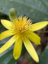 Image result for Glyphaea