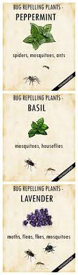We did not find results for: 10 Best Fly Deterrent Ideas Fly Deterrent Bug Repellent Household Hacks