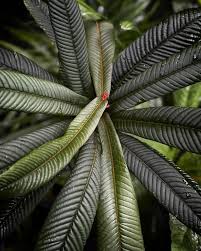 Image result for Barringtonia