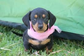 Maybe you would like to learn more about one of these? Miniature Black Tan Smooth Haired Dachshund Puppies In Ceres Clasf Animals