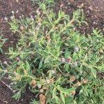 Image result for Erlangea